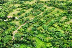 𝐌𝐚𝐧𝐠𝐨'𝐬 𝐅𝐚𝐫𝐦 𝐋𝐨𝐭 𝐅𝐨𝐫 𝐒𝐚𝐥𝐞